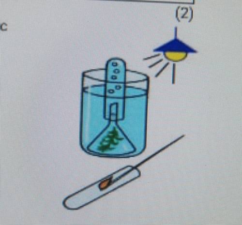 На рисунке показан эксперимент, доказывающий процесс фотосинтеза. А) Перечислите факторы, влияющие н
