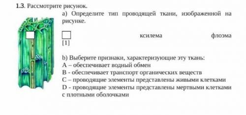 1.3. Рассмотрите рисунок. a) Определите тип проводящей ткани, изображенной на рисунке.ксилемафлоэмаb