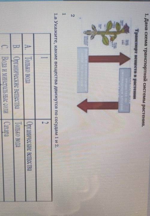 1. Дана схема транспортной системы растения. І навкорух тиектеринстваа Укажите, какие вещества движу