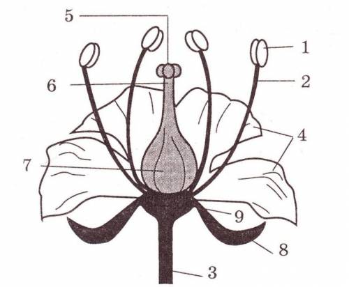 Назовите части цветка под номерами