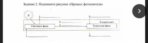 Рисунок процесса фотосинтеза