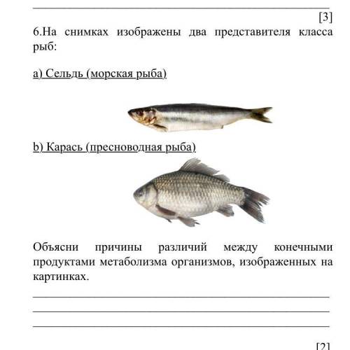 На снимках изображены два представителя класса рыб: a) Сельдь (морская рыба) b) Карась (пресноводная