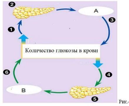 На схеме показан пример механизма поддержания гомеостаза в организме. Рис.4Опишите механизм регуляци