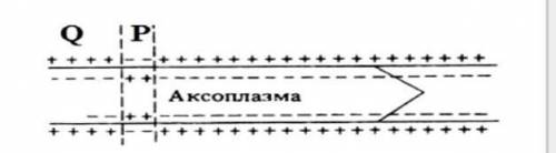 На рисунке показана мембрана аксона. (a) Назовите процесс в части, обозначенной Q. [1](b) Опишите пр