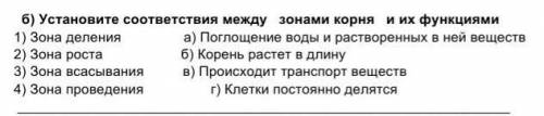 Установите соответствия между зонами корня и их функциями 1) Зона деления а) Поглощение воды и раств