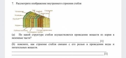 Рассмотрите изображение внутреннего строения стебля​