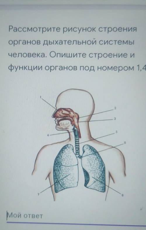 Рассмотрите рисунок строения органов дыхательной системы человека опишите строение и функции органов