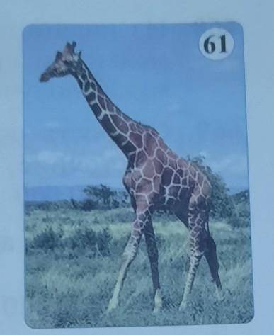 657. в пустынях Африки можно встретить самыхВЫСОКИХ жирафов. Ихростдостигает 6 м.На рисунке 61 ростЖ