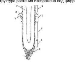 Рассмотрите изображение подземного органа растения (а)Какая структура растения изображена под цифрой