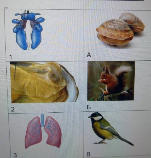 5. Выполните задание на соответствие. Каким животным принадлежит каждыйиз представленных органов дых