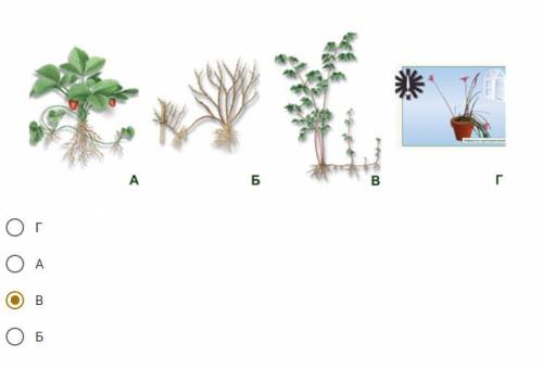 Выберите рисунок, на котором изображены движения растений *