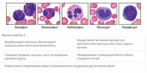 На рисунке представлены пять типов лейкоцитов. Укажите функции нейтрофилов и лимфоцитов.