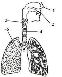 Определите дыхательную систему человека. Приведите пример защиты органов дыхания