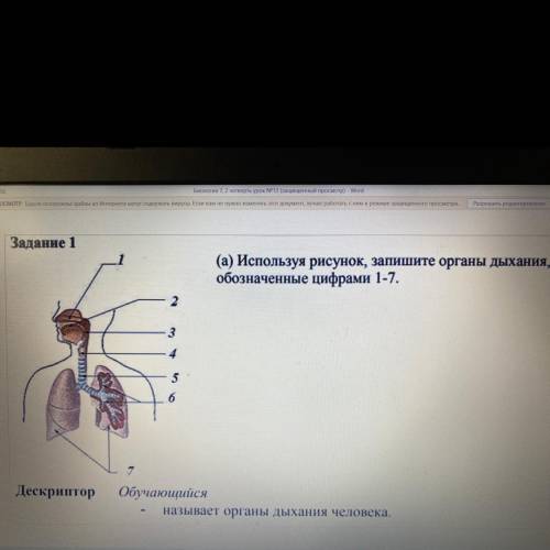 ( a) Используя рисунок,запишите органы дыхания,обозначенные цифрами 1-7 Дескриптор. Обучающийся -н