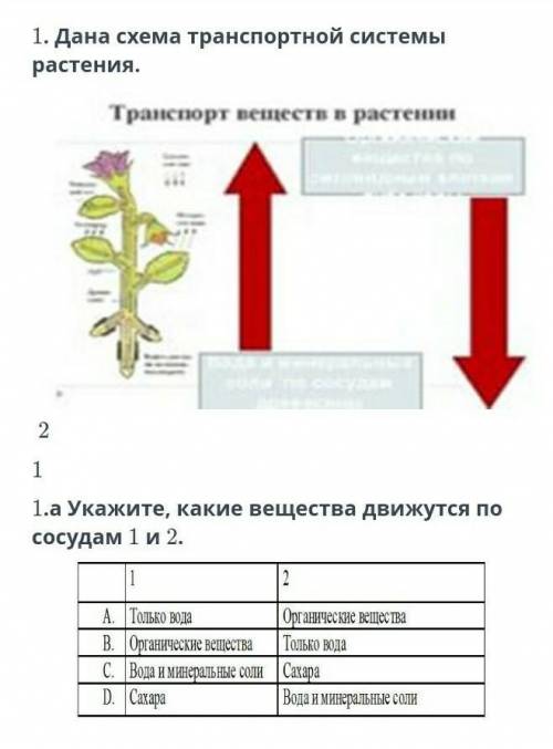 Дана схема транспортной системы растений ​