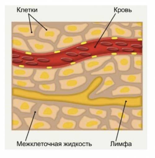 Проанализируйте процесс продвижения жидкостей в организме, укажите какие с ними могут быть преобразо