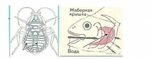 5. (a) Назовите органы дыхания животных, изображенных на рисунке. А B [2](b) (b) Используя рисунок,