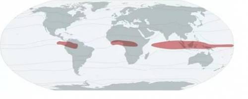 Сравните климатический пояс Южной Америки, Африки и Евразии.[ ]. а) Определи климатический пояс б) и
