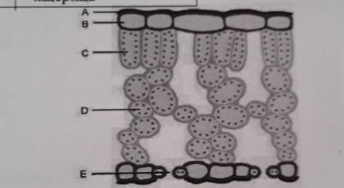 3 на рисунке показано внутреннее строение листа. Объясните, как структуры C и процессу фотосинтеза.Т
