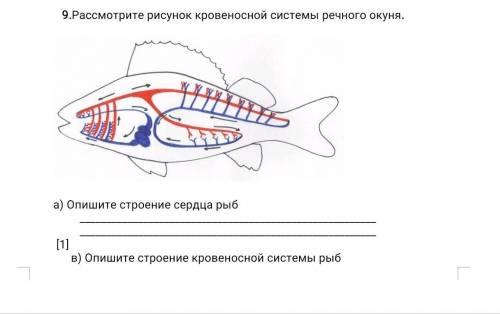 Рассмотрите рисунок кровеносной системы речного окуня. а) Опишите строение сердца рыб [1] в) Опиши