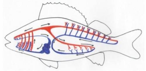 рассмотрите рисунок кровеносной системы речного окуня. Опишите строение сердца рыб. Опишите строение
