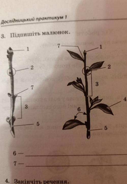 Підпишіть малюнок біологія 6 клас робочий зошит сторінка 15​