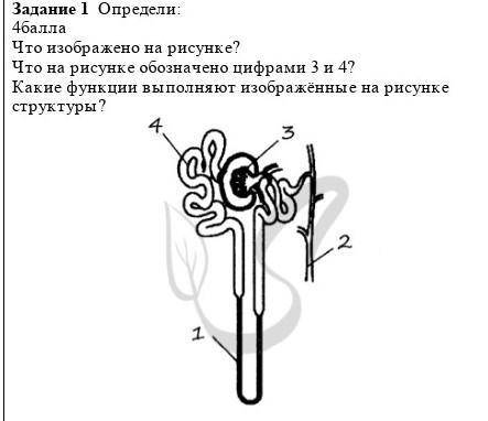 определи: что изображено на рисунке? что на рисунке обозначено цифрами 3 и 4?Какие функций выполняют