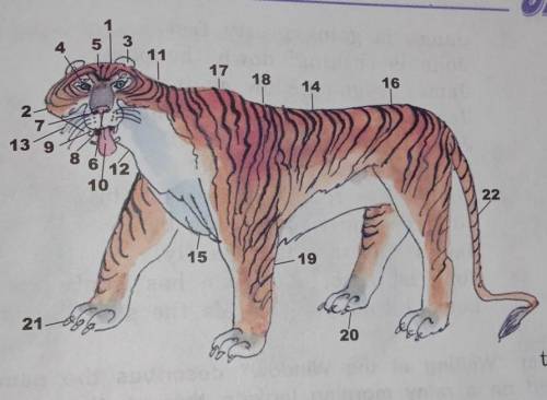 77. Look at the picture of a tiger and match the number with the words describing parts of its body.