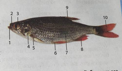 Знайдіть на ілюстрації бічну лінію риби. Яке розташування цього органа чуття?