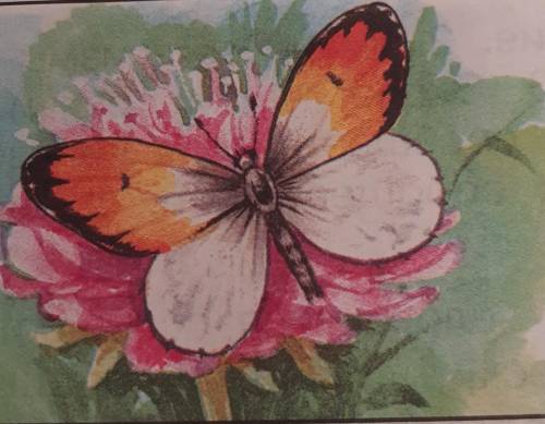 Что это за бабочка А)ЛимоницаБ)Голубянка-икарВ)Желтушка лугаваяГ)Зорька​