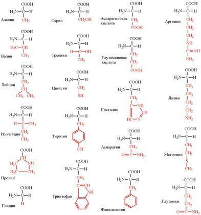 Составить формулу дипептида серин-аланин. Выделить на схеме пептидную связь. Записать молекулярную ф