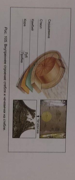 Объясни новые термины внутреннее строение стеблеи чесевички на стебле​
