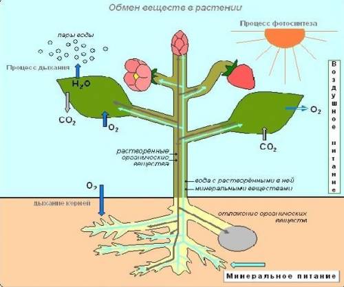 1. Сравните процессы дыхания и фотосинтеза у растений, указав их начальные и конечные продукты. Резу