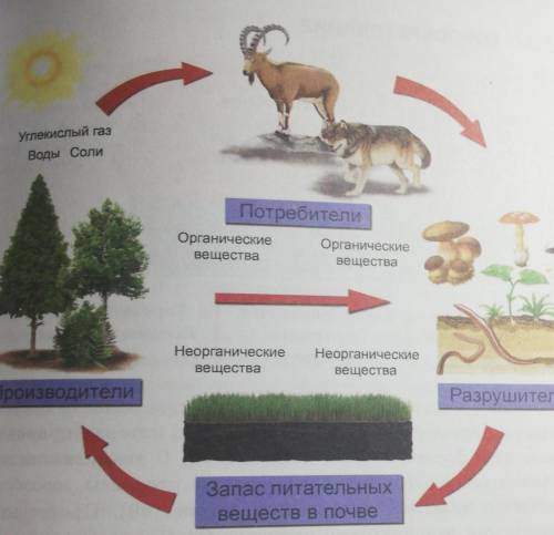 Вопросы и задания 1. Что значит словосочетание «круговорот веществ»? Какова его рольв природе?2. Что