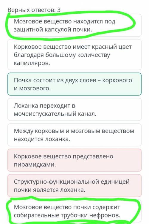 Выбери верные утверждения о строении почки Верных ответов: 3 Мозговое вещество находится под защитно