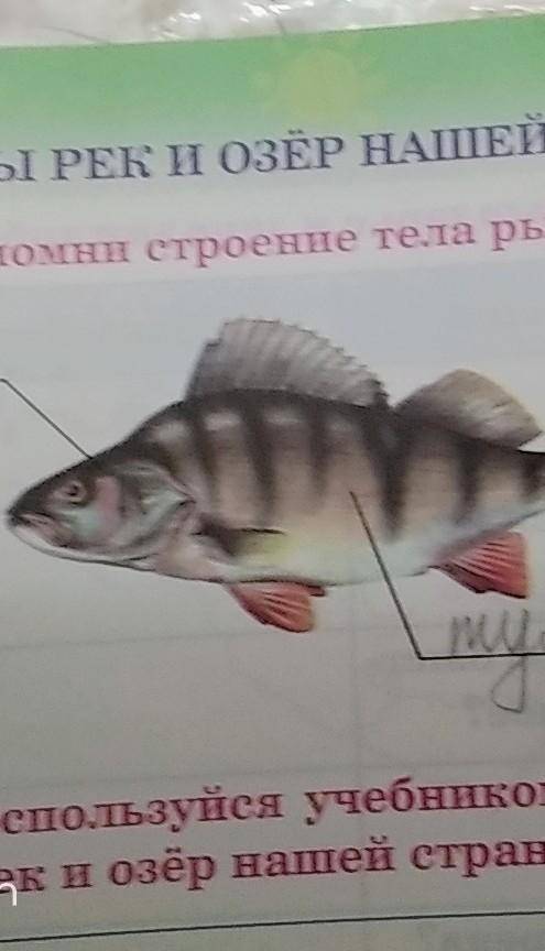 Написать строение рыбы​