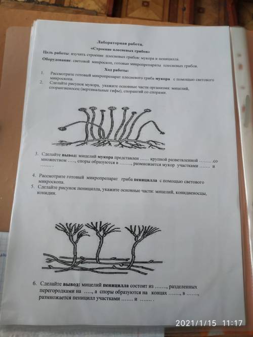 Лабораторная работа «строение плесневых грибов