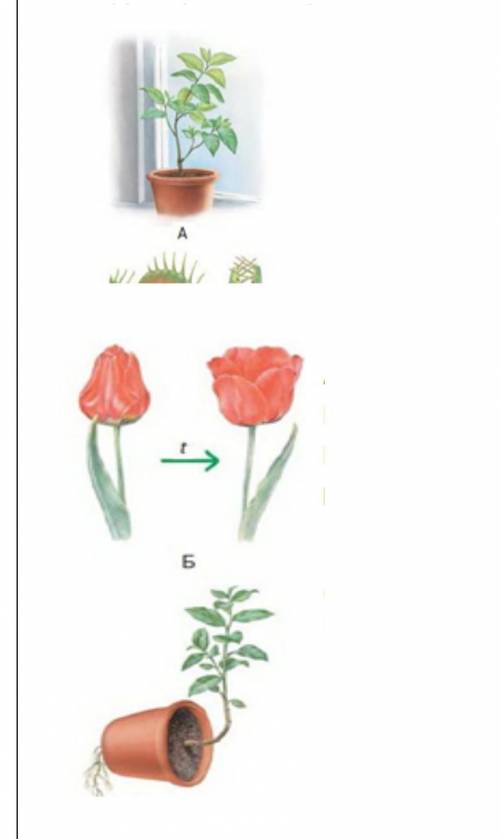 Задание №1.Используя рисунок определите причины движения растений. Напишите их. (например: Б-настии)
