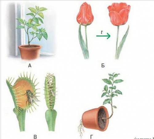 Определите причину движения растений (таксисы, тропизмы, настии), используя рисунок. (b) Оцените зна