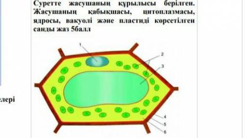 Суретте жасушаның құрылысы берілген. Жасушаның қабықшасы, цитоплазмасы, ядросы, вакуолі және пластид