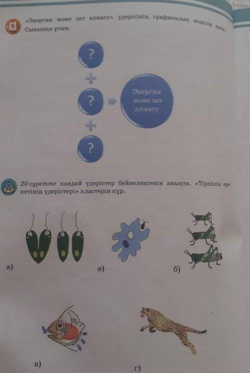 «Энергия және зат алмасу» үдерісінің графикалық моделін жаса көмектесіңіздерші​