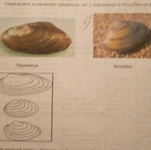 Тема: Изучение раковин моллюсков Цель: изучить особенности строения раковин класса Брюхоногие и клас