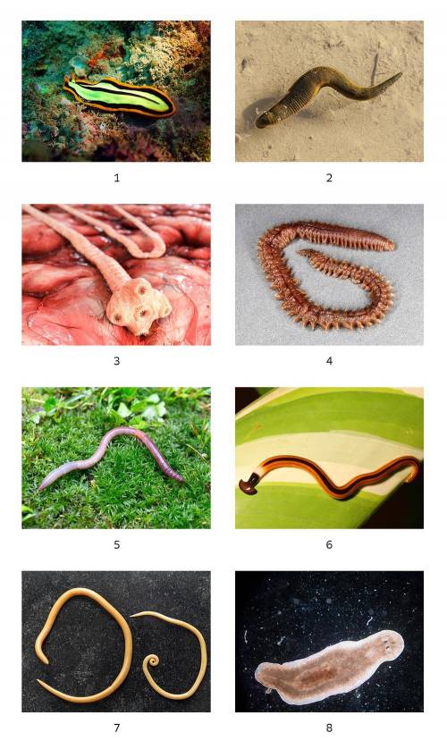 Какие типы и классы червей, представленных на фото?