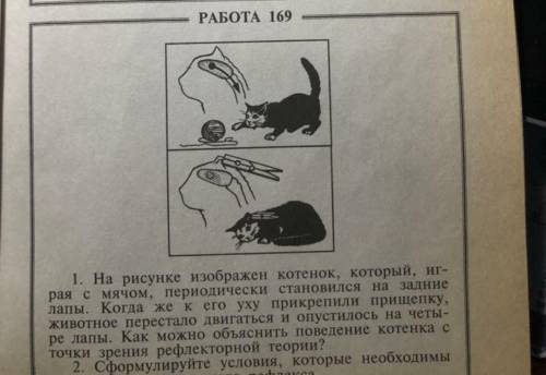 На рисунке изображен котенок, который, рая с мячом, периодически становился на задние лапы. Когда же