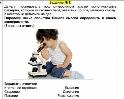 Данеля исследовала под микроскопом живые молочнокислые бактерии, которые постоянно передвигались по