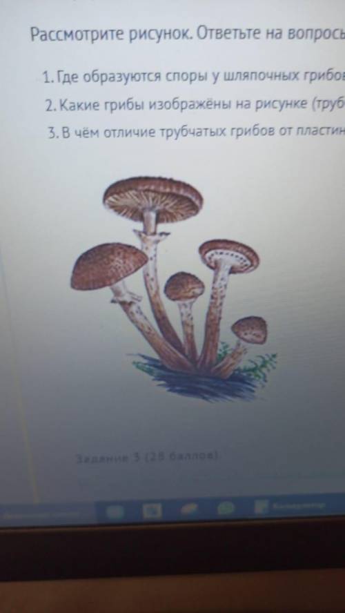 Рассмотрите рисунок. ответьте на вопросы: Где образуются споры у шляпочных грибов. Какие грибы изобр