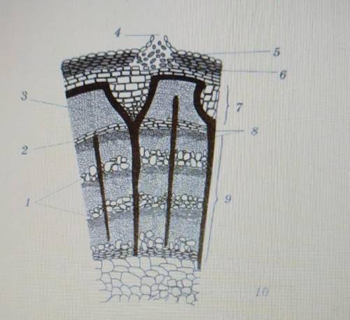 К какой ткани относятся клетки, отмеченные на рисункецифрой 9?​