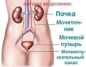 в Биологией Укажите главный орган выделения человека, под номером 1