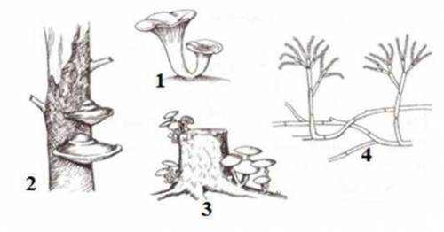 Определите, какой цифрой на рисунке обозначен трутовик. Почему трутовик относят к грибам-паразитам?