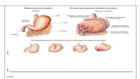 2.заданиеОпределите уровень организации данного рисунка.​